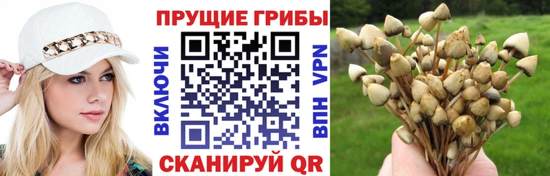 MEGA ССЫЛКА Кувандык мориарти Telegram Галлюциногенные грибы MAGIC MUSHROOMS